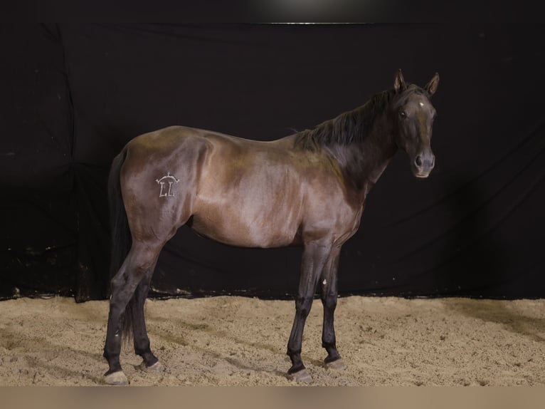 PRE Croisé Jument 9 Ans 176 cm Noir in Spessart