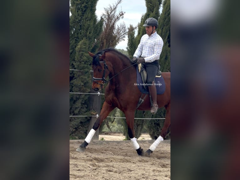 PRE Croisé Jument 9 Ans 180 cm Bai in Sevilla
