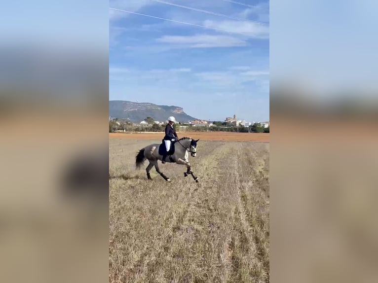 PRE Jument 9 Ans Gris in Llucmajor