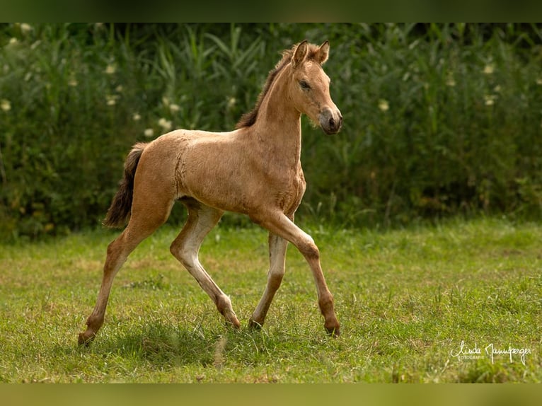 PRE Jument Poulain (01/2024) 120 cm Buckskin in Feuchtwangen