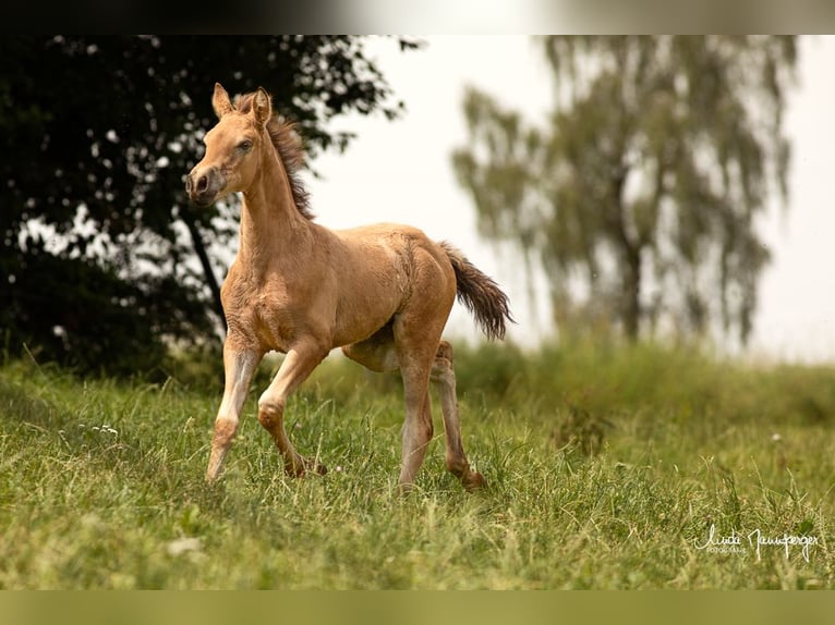 PRE Jument Poulain (01/2024) 120 cm Buckskin in Feuchtwangen