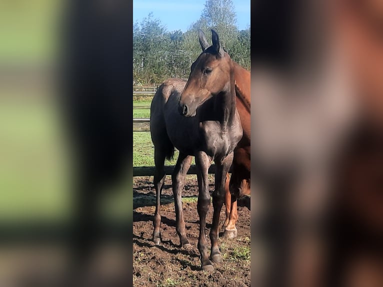 PRE Jument  140 cm Gris in Sint-Oedenrode