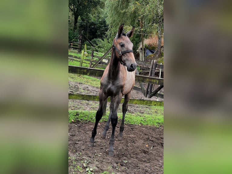 PRE Jument  140 cm Gris in Sint-Oedenrode