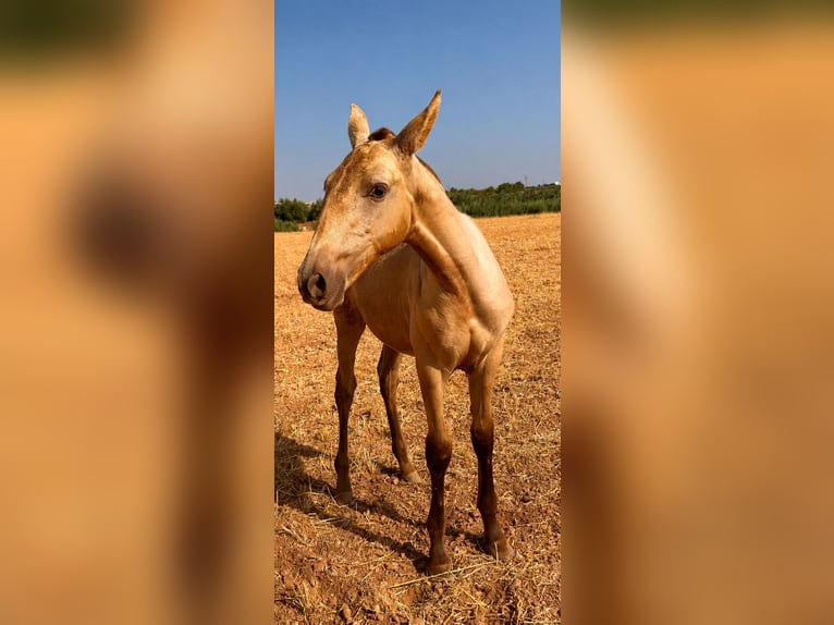 PRE Jument Poulain (03/2026) 155 cm Gris in Huetor Tajar