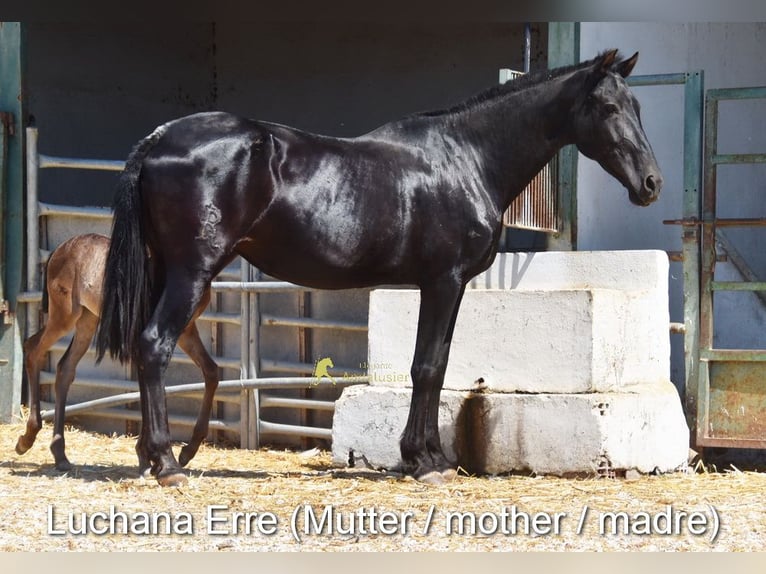 PRE Jument Poulain (04/2026) 158 cm Noir in Provinz Cordoba