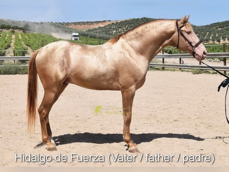 PRE Jument Poulain (05/2026) 158 cm Perle in Provinz Cordiba