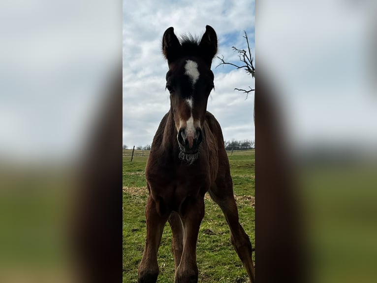 PRE Jument  160 cm Bai brun in Gem&#xFC;nden (Felda)