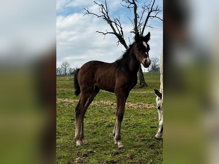 PRE Jument  160 cm Bai brun in Gem&#xFC;nden (Felda)