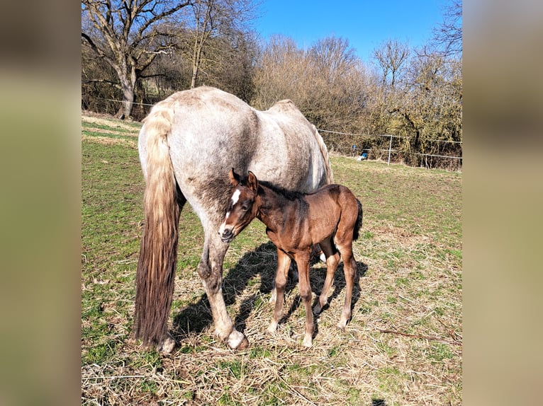 PRE Jument  160 cm Bai brun in Gem&#xFC;nden (Felda)