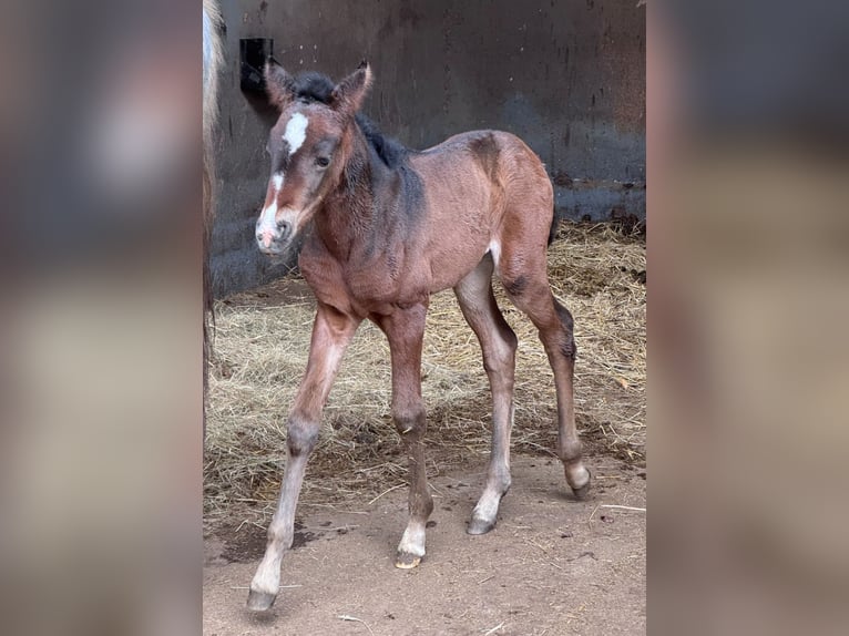 PRE Jument  160 cm Bai brun in Gem&#xFC;nden (Felda)