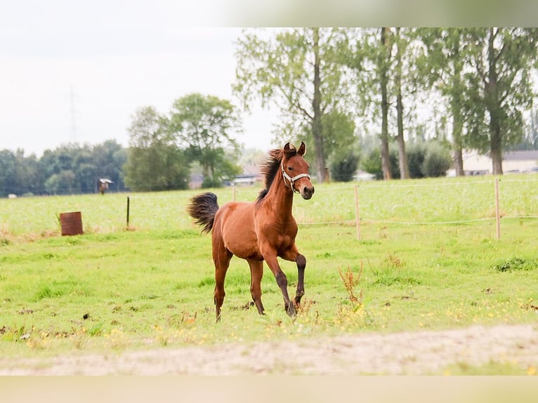 PRE Jument Poulain (01/2024) 160 cm Bai clair in Hoevenen