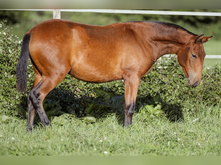 PRE Jument Poulain (09/2024) 160 cm Bai in Courtomer