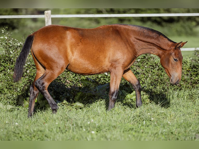 PRE Jument Poulain (09/2024) 160 cm Bai in Courtomer