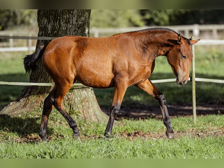 PRE Jument Poulain (09/2024) 160 cm Bai in Courtomer