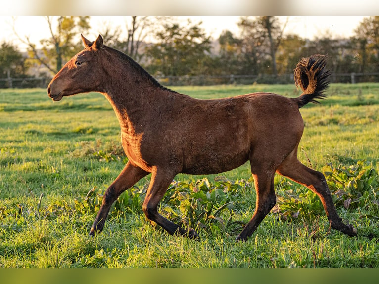 PRE Jument Poulain (09/2024) 160 cm Bai in Courtomer