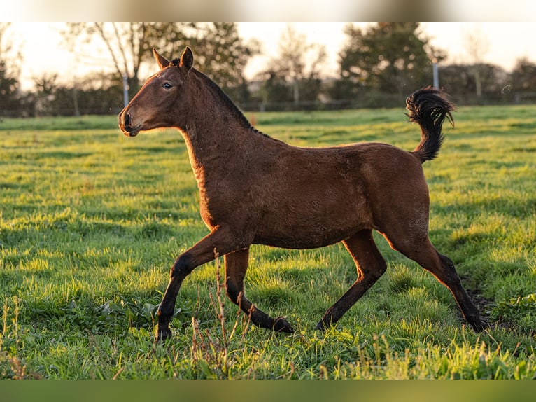 PRE Jument Poulain (09/2024) 160 cm Bai in Courtomer