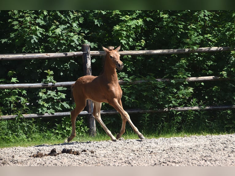 PRE Jument Poulain (04/2026) 160 cm Buckskin in Dochamps