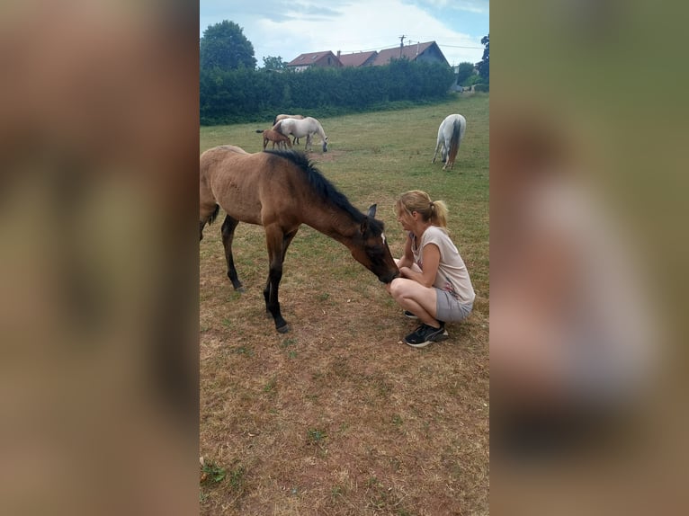 PRE Jument Poulain (05/2026) 160 cm Gris in Rerik OT Russow