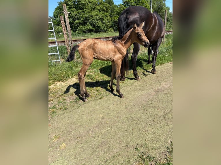 PRE Jument Poulain (05/2026) 160 cm Isabelle in Aldingen
