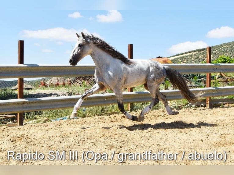 PRE Jument Poulain (03/2026) 160 cm Isabelle in Provinz Cordoba