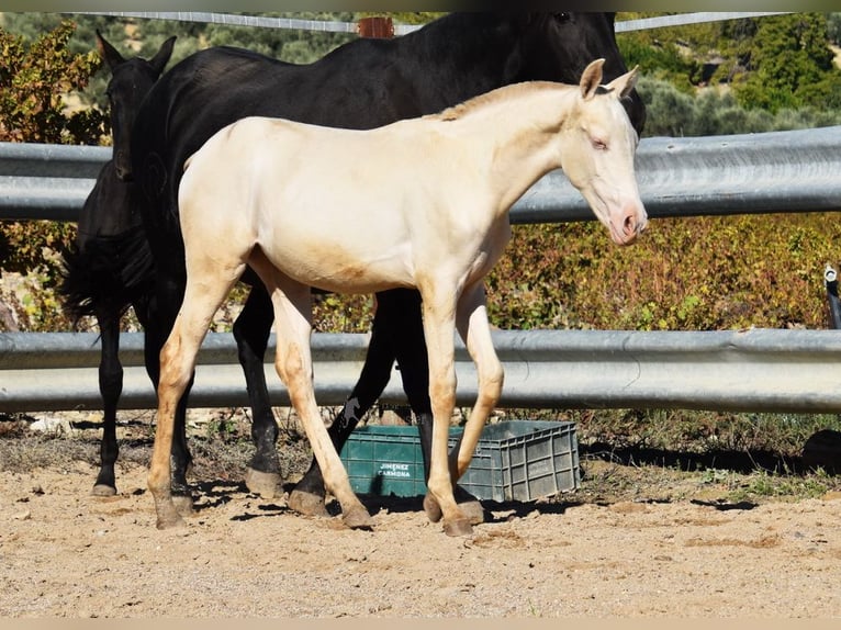 PRE Jument Poulain (04/2024) 160 cm Perlino in Provinz Cordoba