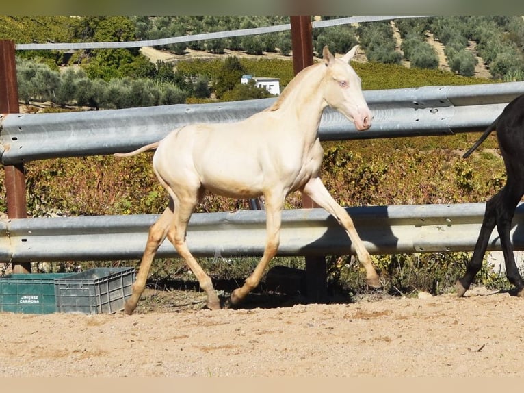 PRE Jument Poulain (04/2024) 160 cm Perlino in Provinz Cordoba