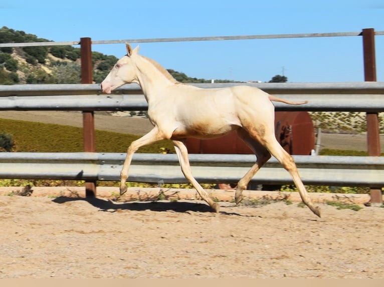 PRE Jument Poulain (04/2024) 160 cm Perlino in Provinz Cordoba