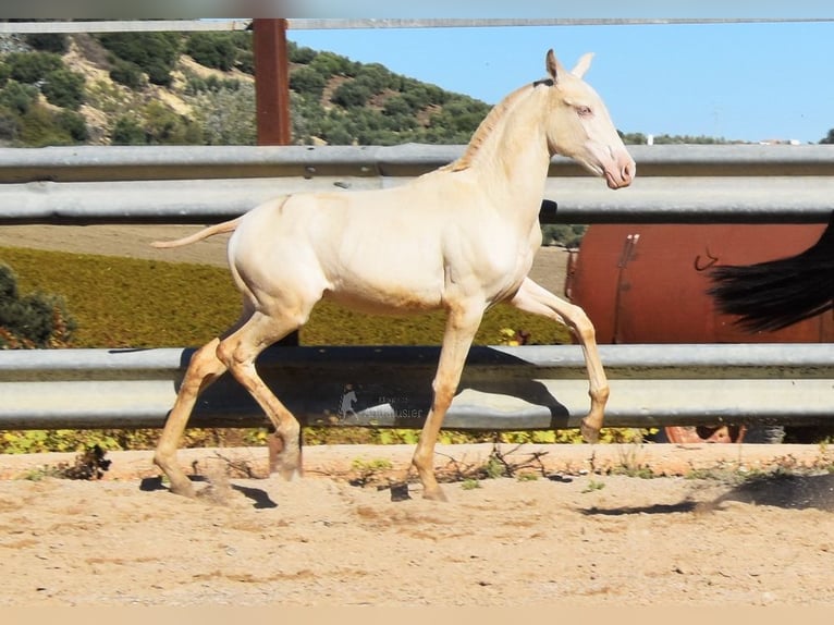 PRE Jument Poulain (04/2024) 160 cm Perlino in Provinz Cordoba