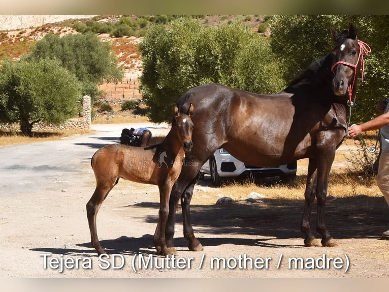 PRE Jument Poulain (04/2024) 160 cm Perlino in Provinz Cordoba