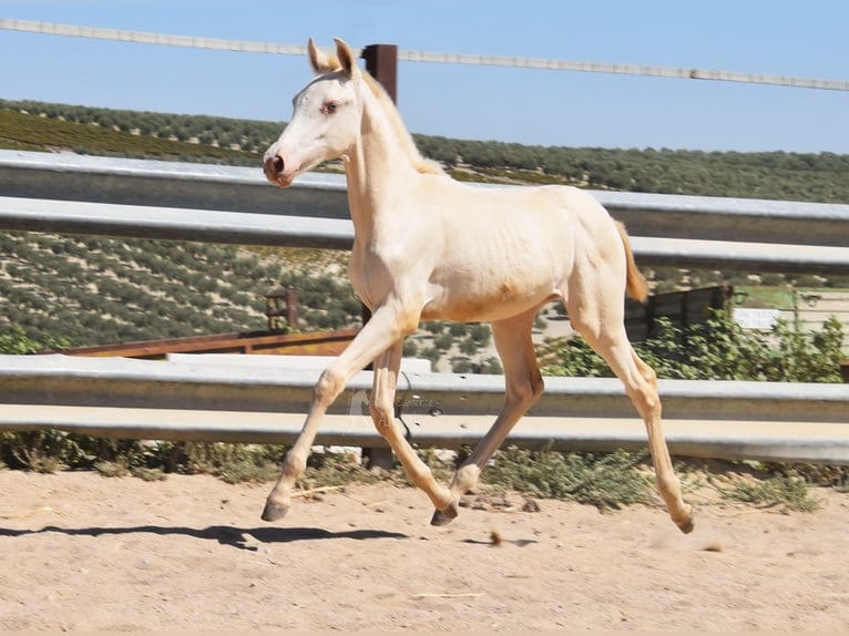 PRE Jument Poulain (04/2024) 160 cm Perlino in Provinz Cordoba