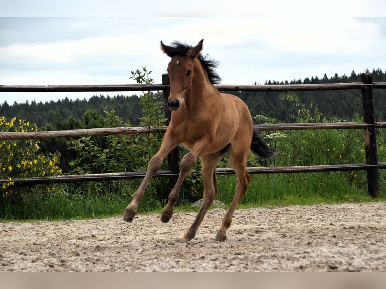 PRE Jument Poulain (03/2024) 162 cm Bai in Dochamps