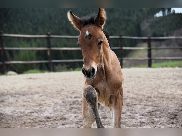 PRE Jument Poulain (03/2024) 162 cm Bai in Dochamps