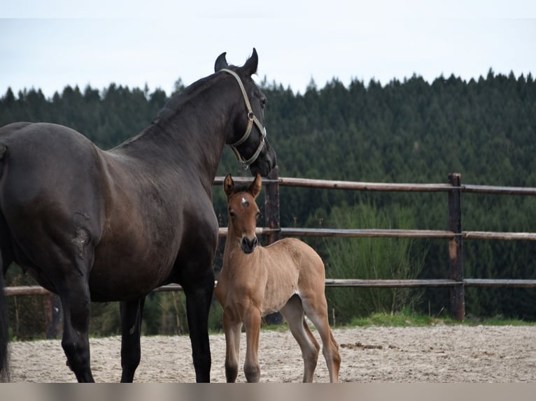 PRE Jument Poulain (03/2024) 162 cm Bai in Dochamps