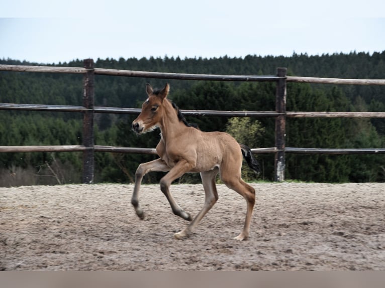 PRE Jument Poulain (03/2024) 162 cm Bai in Dochamps