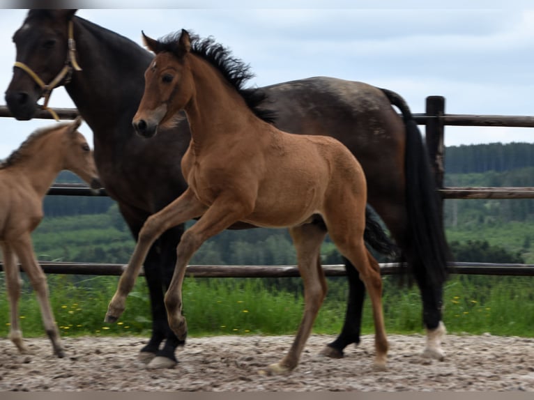 PRE Jument Poulain (03/2024) 162 cm Bai in Dochamps