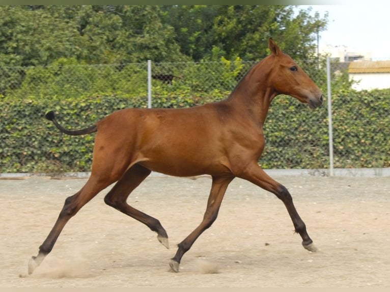 PRE Jument Poulain (09/2026) 162 cm Bai in Murcia