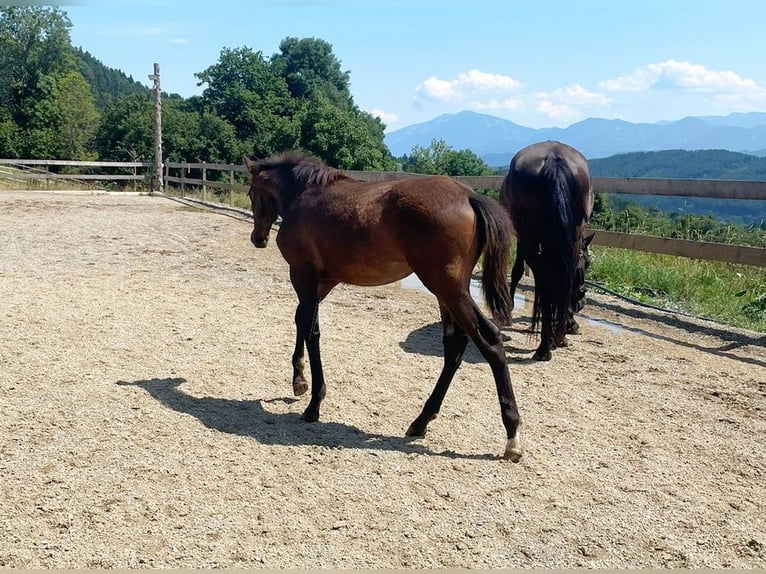 PRE Jument  163 cm Bai in Klagenfurt