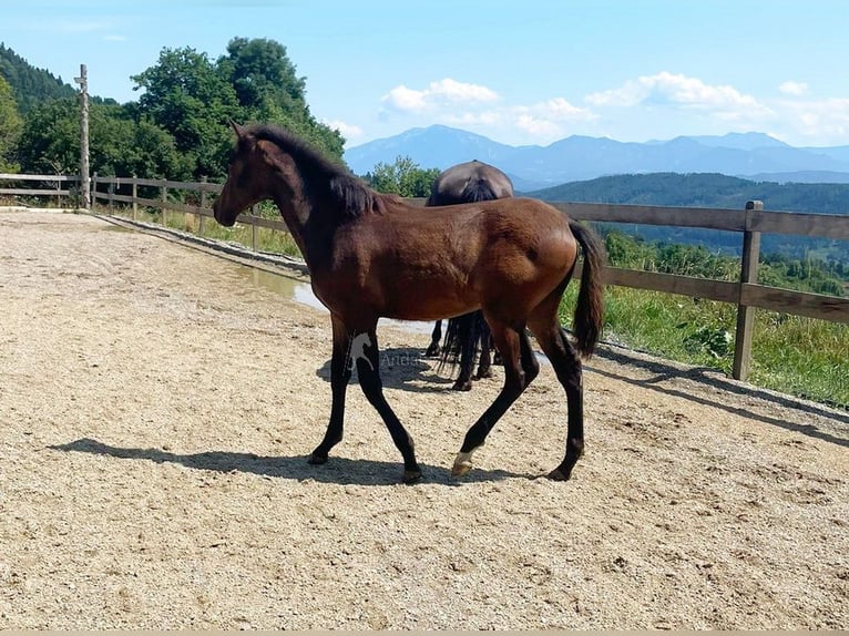 PRE Jument  163 cm Bai in Klagenfurt