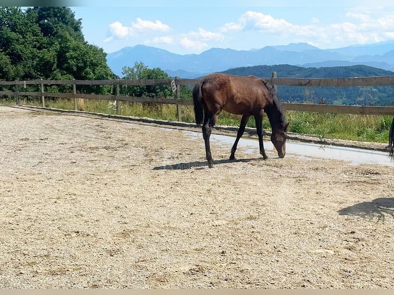 PRE Jument  163 cm Bai in Klagenfurt