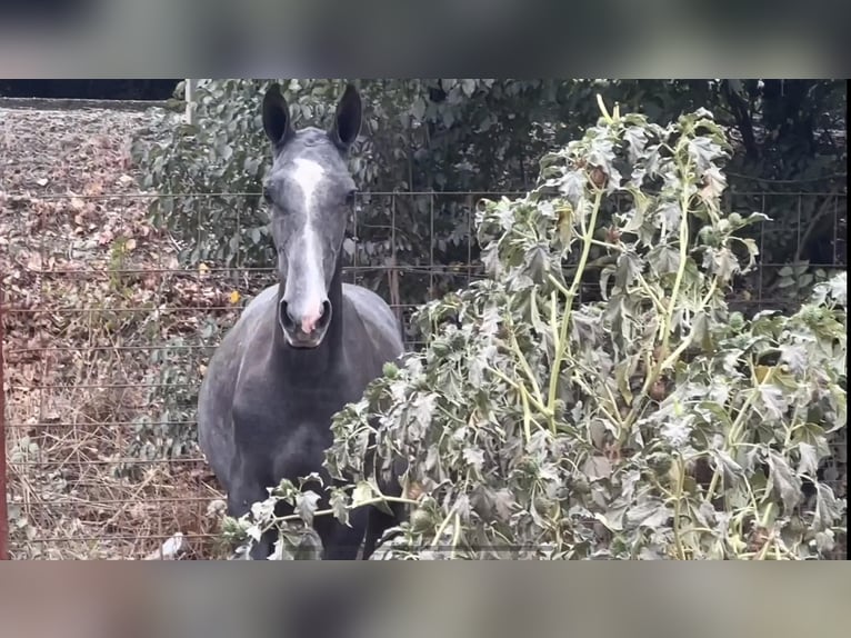 PRE Jument Poulain (09/2024) 163 cm Gris in Galaroza