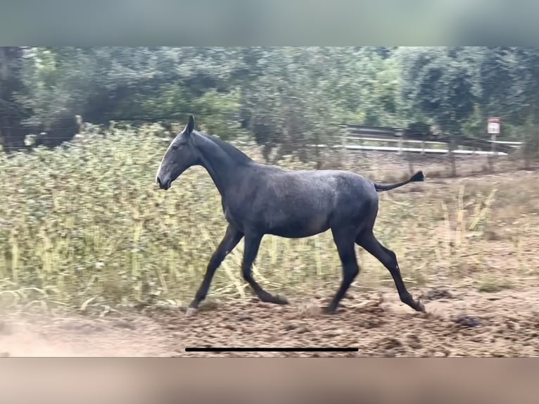 PRE Jument Poulain (09/2024) 163 cm Gris in Galaroza