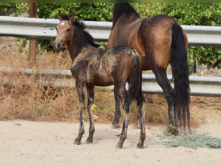 PRE Jument Poulain (05/2026) 163 cm Isabelle in Provinz Cordoba