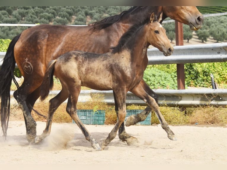 PRE Jument Poulain (05/2026) 163 cm Isabelle in Provinz Cordoba