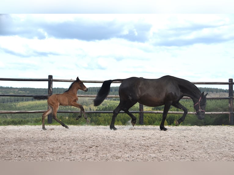 PRE Jument Poulain (04/2026) 165 cm Bai in Dochamps