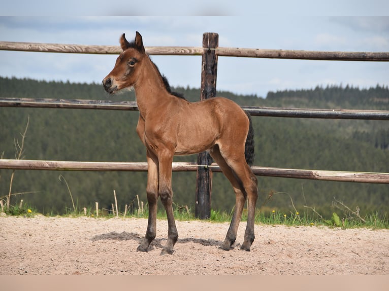 PRE Jument Poulain (04/2026) 165 cm Bai in Dochamps