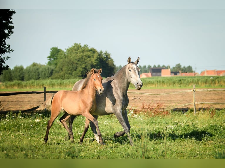 PRE Jument Poulain (01/2024) 165 cm Bai in Alveringem