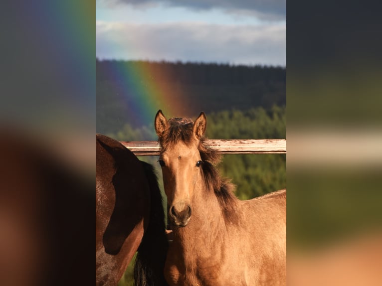 PRE Jument Poulain (05/2024) 165 cm Buckskin in Dochamps