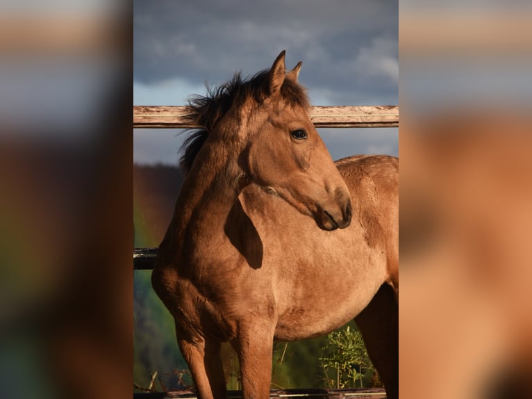 PRE Jument Poulain (05/2024) 165 cm Buckskin in Dochamps