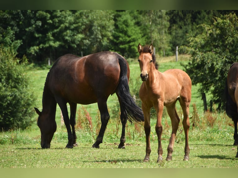 PRE Jument Poulain (05/2024) 165 cm Buckskin in Dochamps