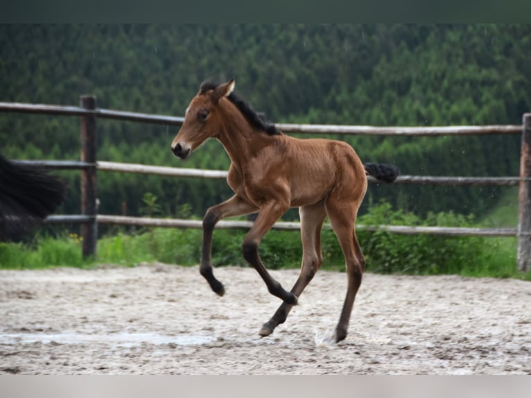 PRE Jument Poulain (05/2024) 165 cm Buckskin in Dochamps